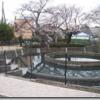３月２９日円筒分水の桜はこれからが見ごろです