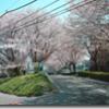 ４月１０日、かすみ提と円筒分水の桜がまだ咲き誇っていました