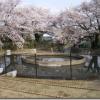 円筒分水、ニケ領用水は、桜が満開です