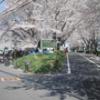最高のお花見日和でした 高津の桜三景