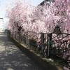地域を歩く毎日、今年はあっという間に桜が満開に。