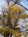 IMGP0966