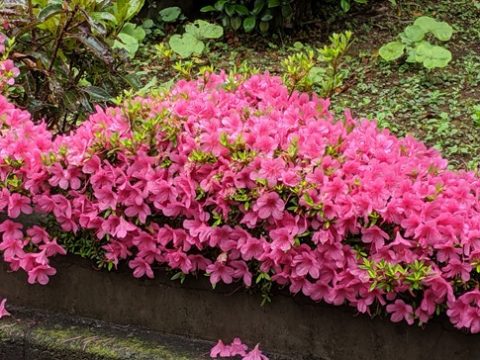 津久井やまゆり園の再生について質問 〈厚生常任委員会〉